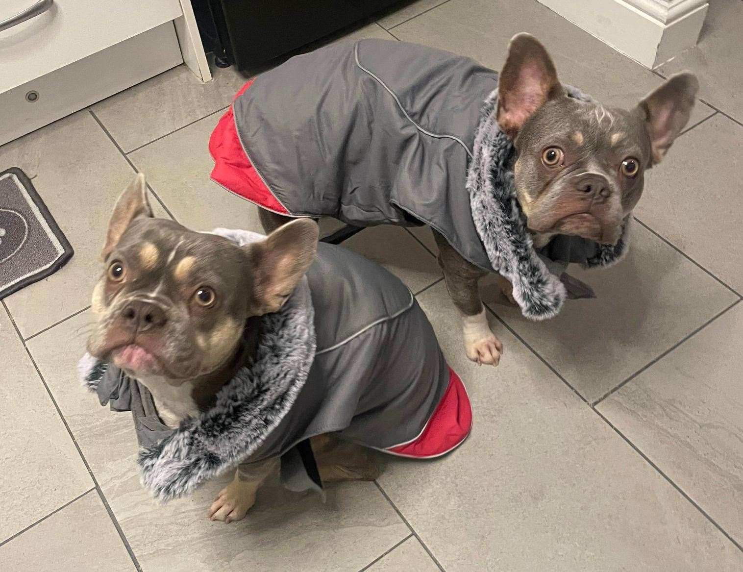 Mum and daughter French bulldogs Rosie, left, and Luna, right