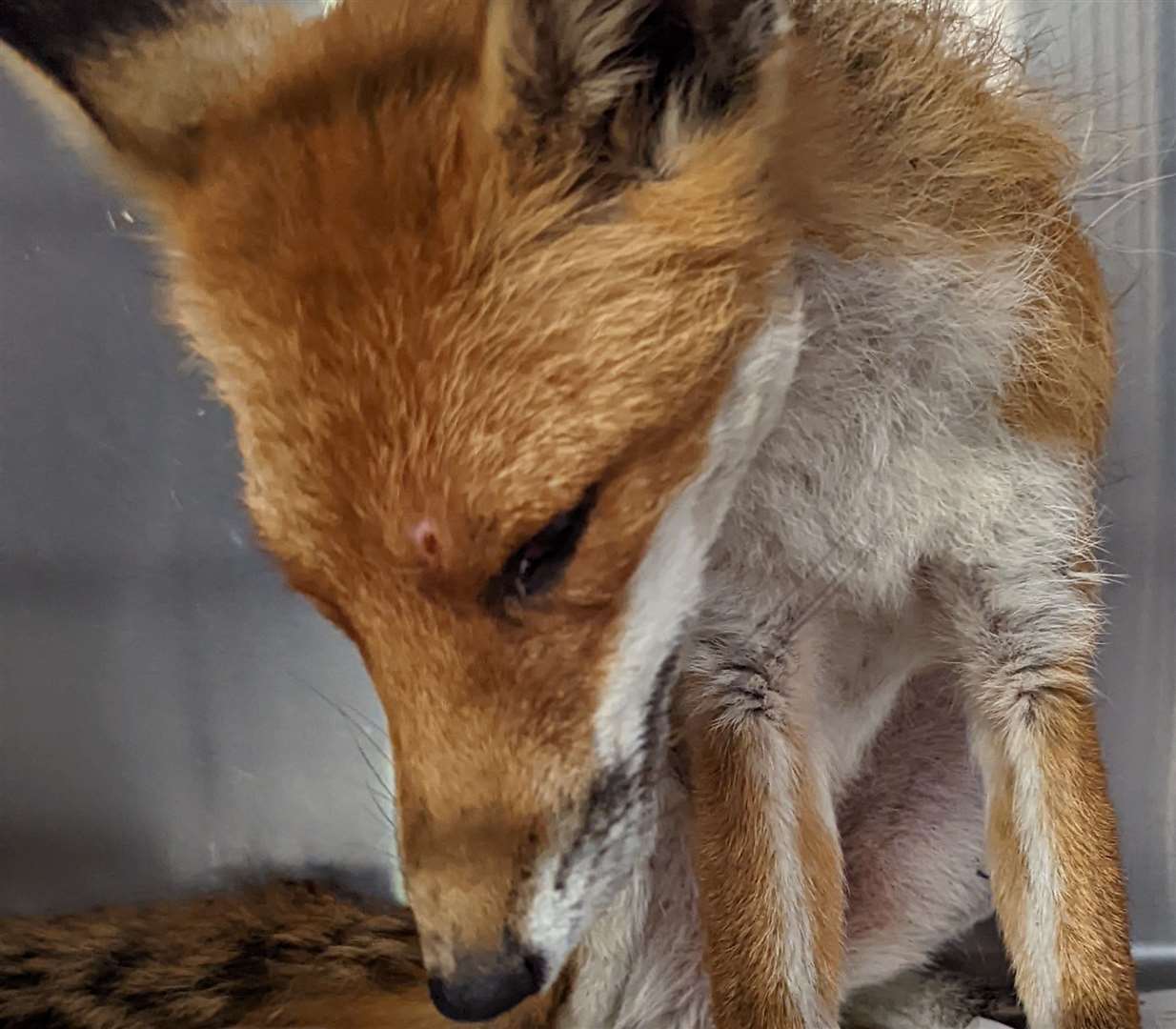 The injured fox was found at Twydall Primary School Photo: RSPCA