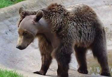 Canterbury's Boki following his brain surgery. Picture: The Wildwood Trust