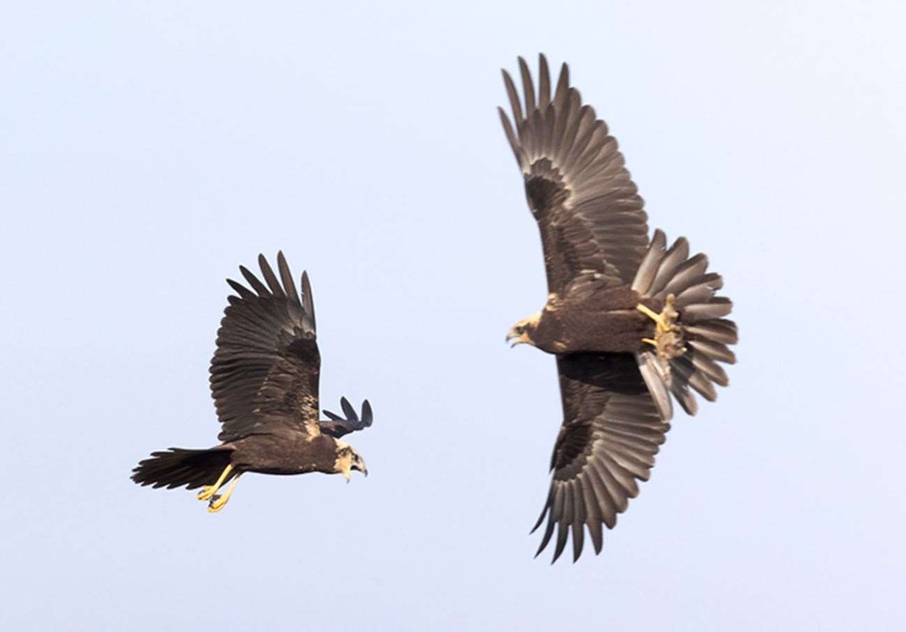 Two juvenile marsh harriers (Richard J Nicoll/National Trust/PA)