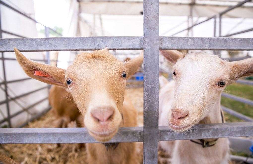 Livestock at the Kent County Show Picture: Thomas Alexander