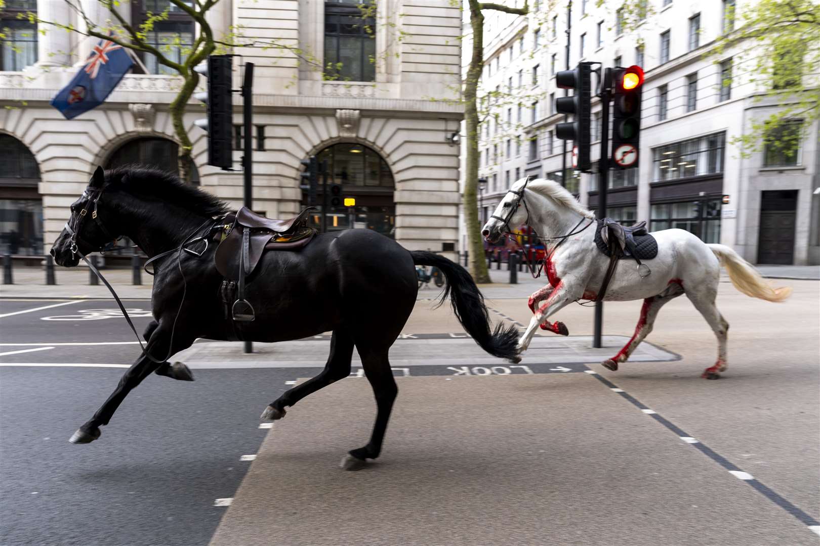 Two military horses undergo operations after running loose in London – Army