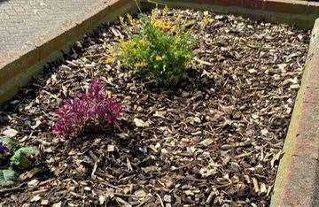 Vandals removed and stole flowers from planters in Sheerness. Picture: Sheerness Town Council Facebook