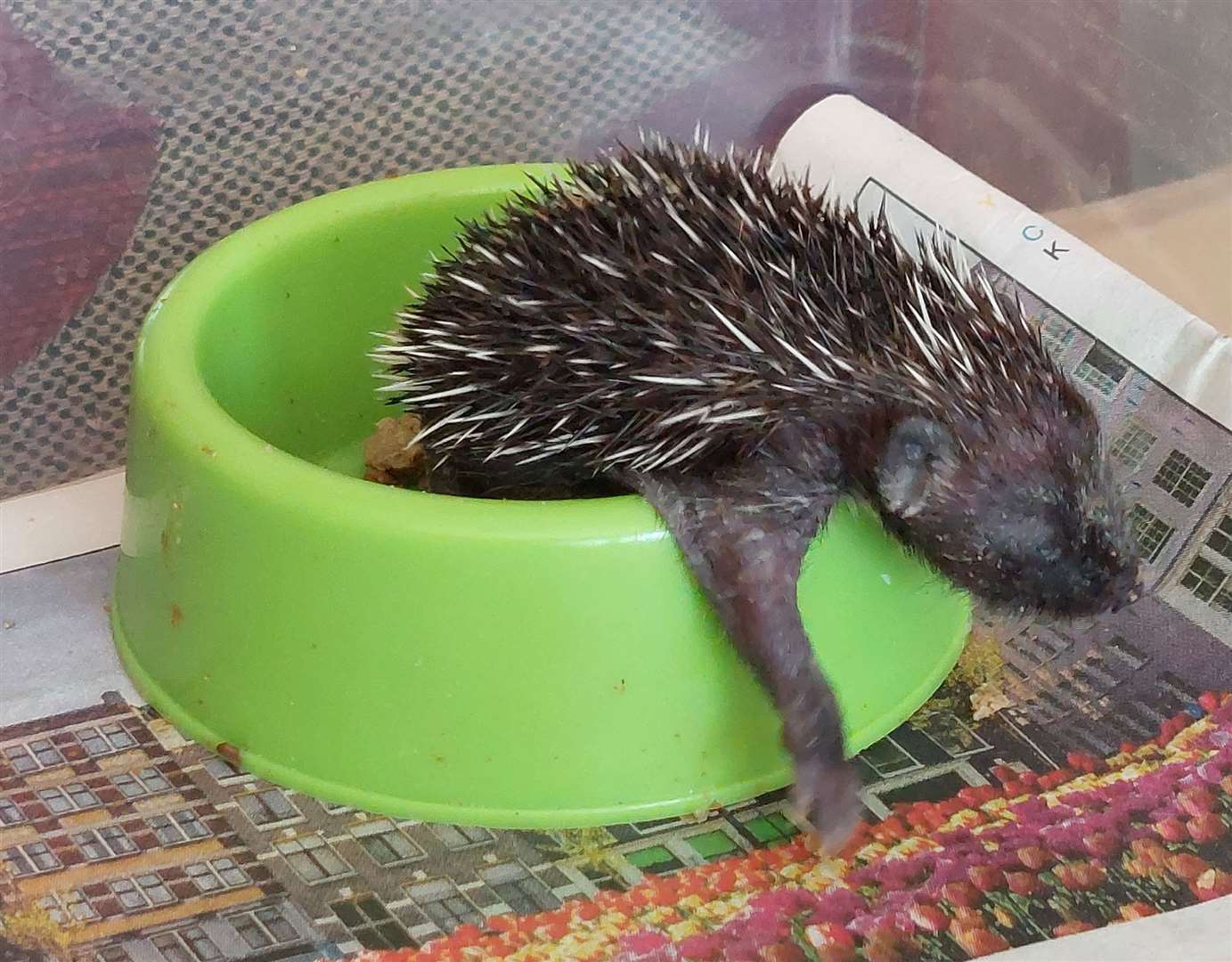 Hoglets can be abandoned when nests get disturbed