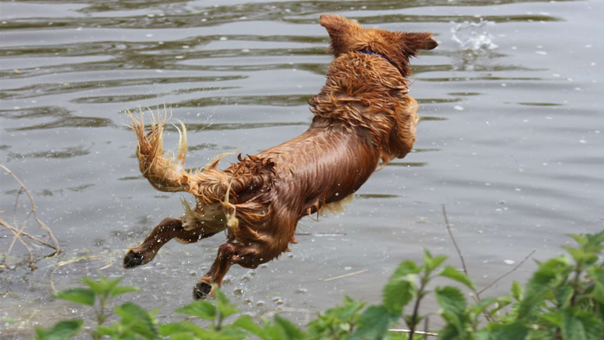 what beaches can dogs go on in kent