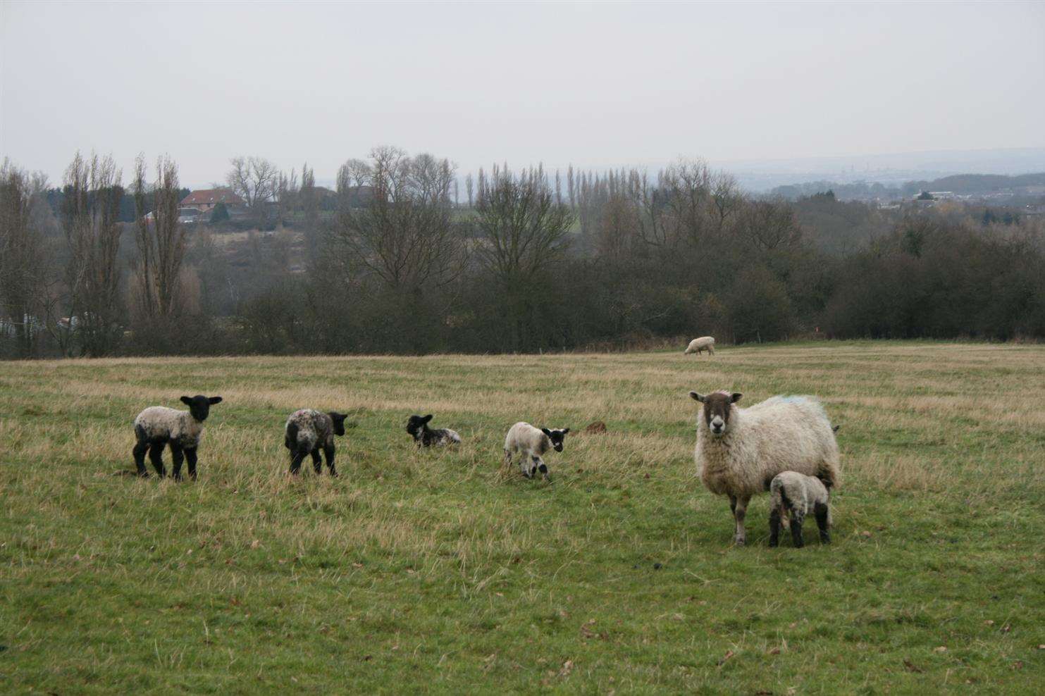 View of the area that would be developed