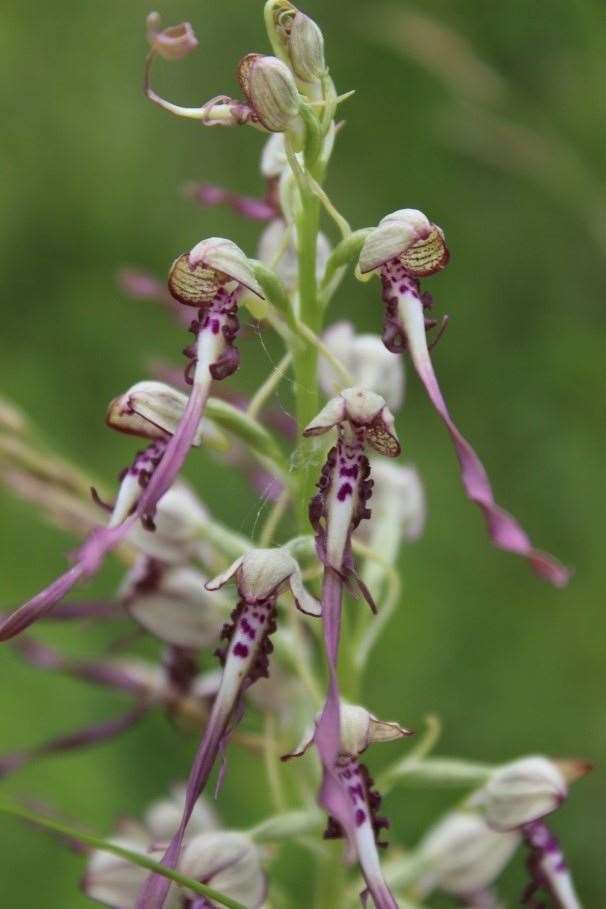 The rare lizard orchid has been found growing on a railway embankment on the HS1 line between Chatham and Bromley. It is the first time it's been found growing in the area for 100 years. Picture: HS1 Ltd