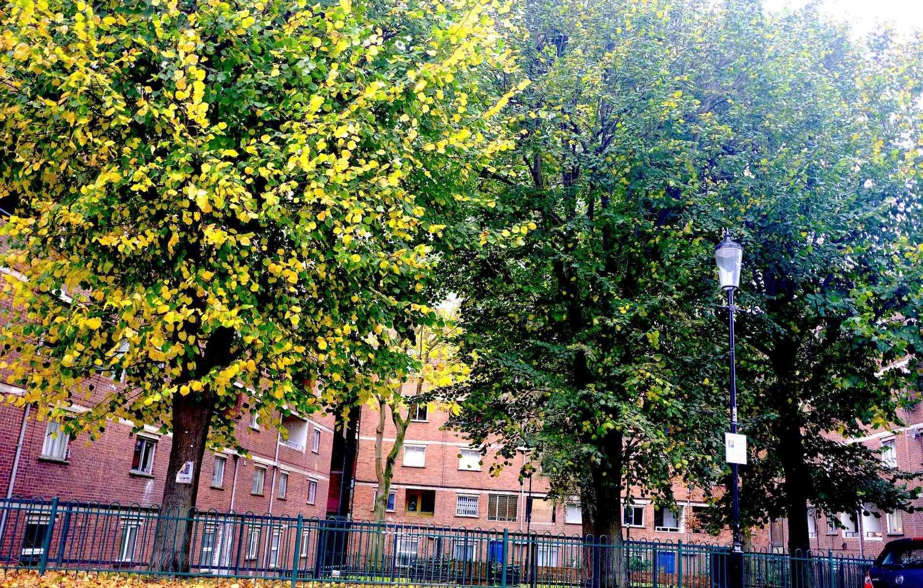 The mature London plane trees are being axed for building work (Constantine Gras/PA)