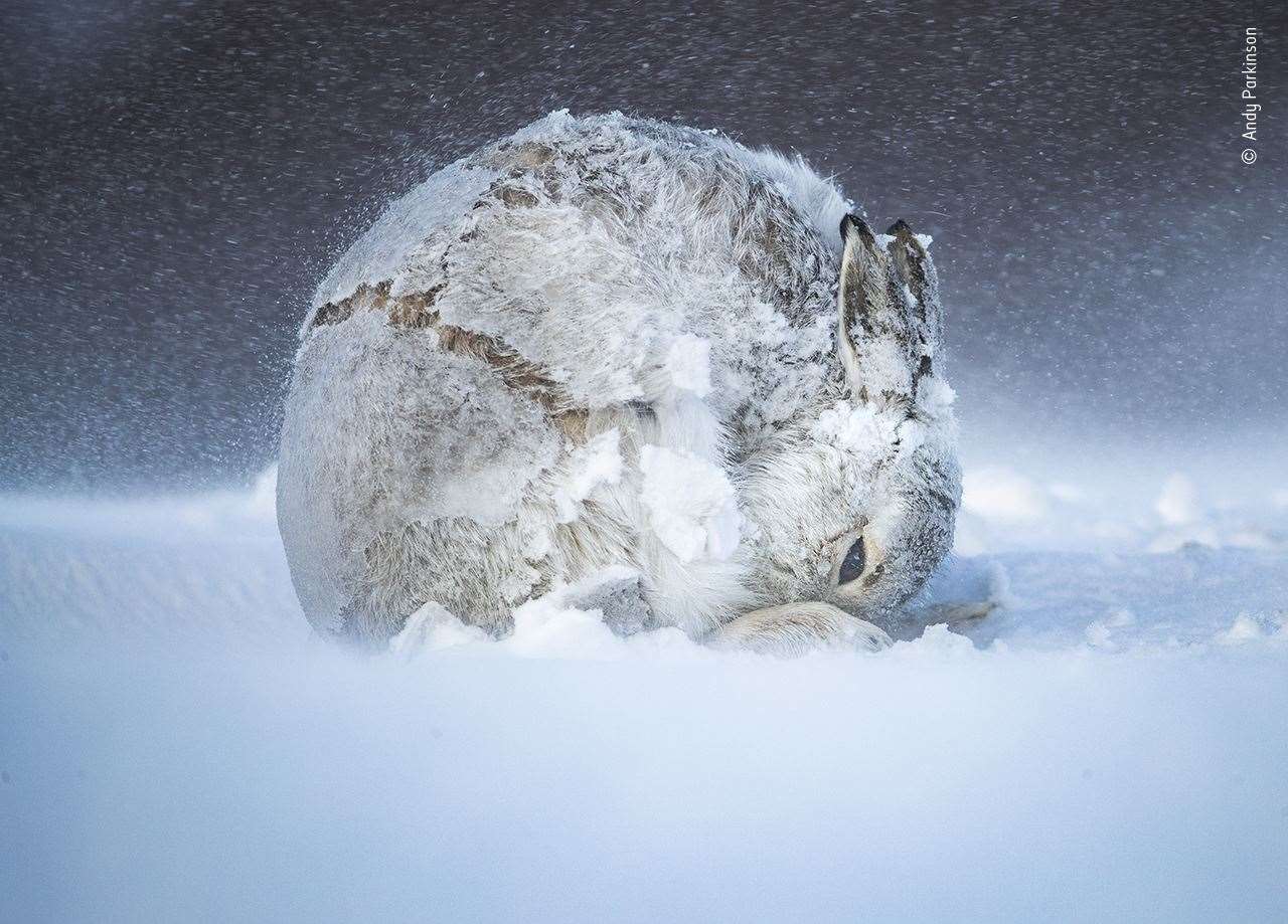 A mountain hare forms the shape of a ball as it grooms in the snow (Andy Parkinson, Wildlife Photographer of the Year/PA)