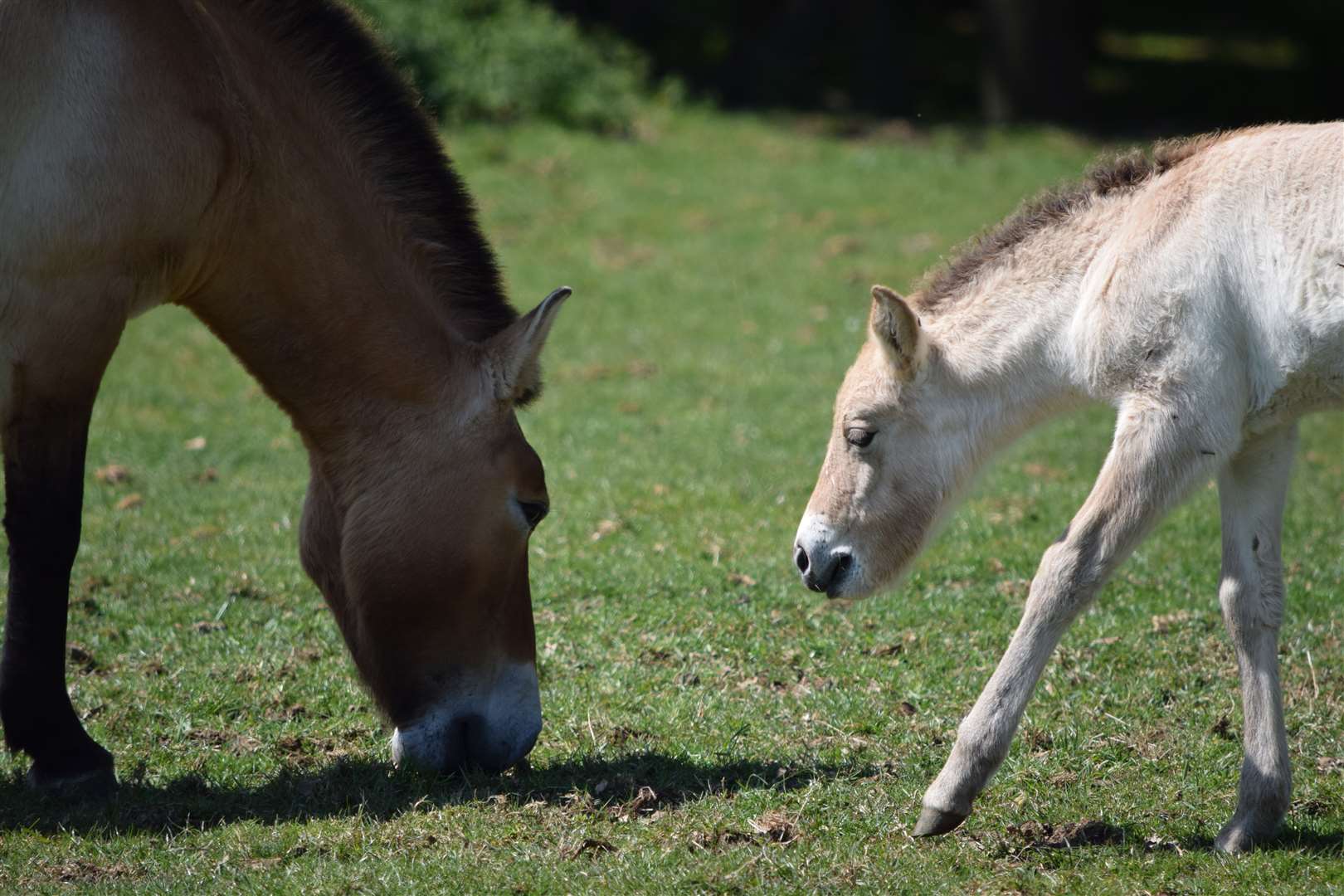 The new arrival entered the world on April 13 (ZSL Whipsnade Zoo)