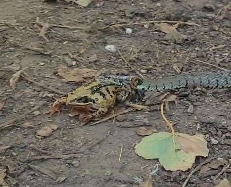 A snake managed to catch a toad in Shoreham, luckily he escaped unharmed Photo credit: Jason Dunmall