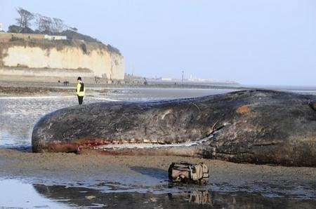 Whale washed up at Pegwell Bay