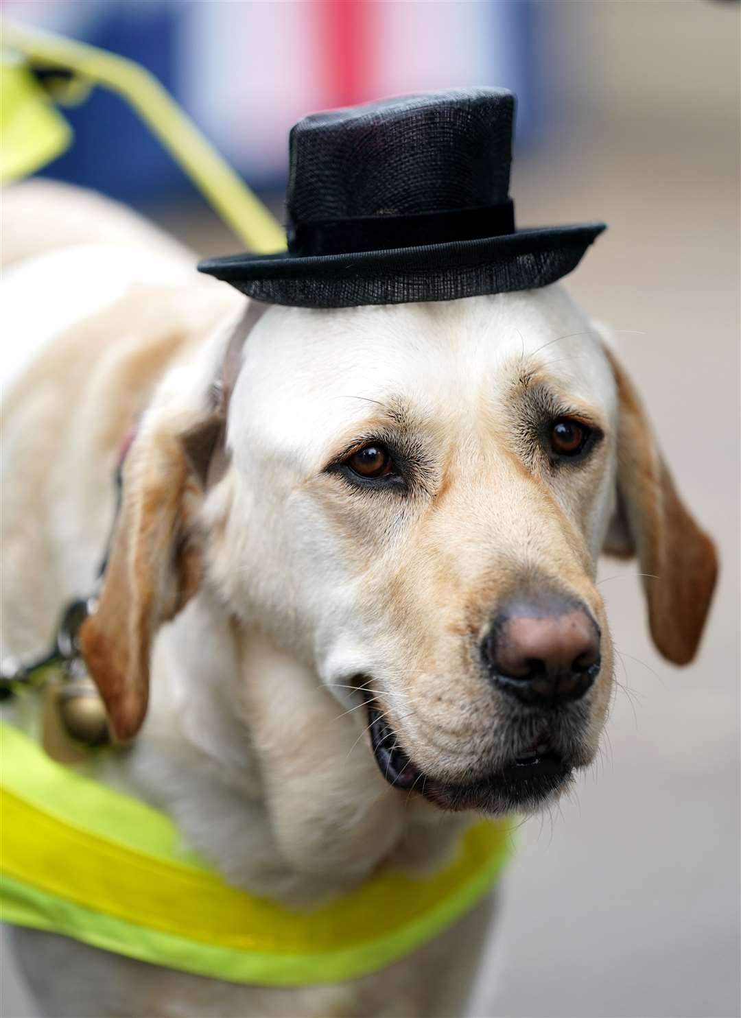 Guide dog Jimbo joined his owner David Adams at Royal Ascot (Andrew Matthews/PA)