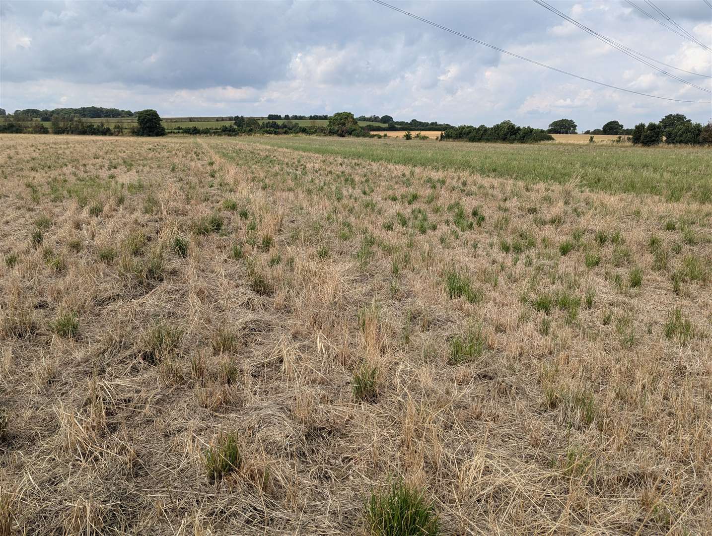 Glyphosate is used to clear vegetation on fields before planting crops (John Cussans)