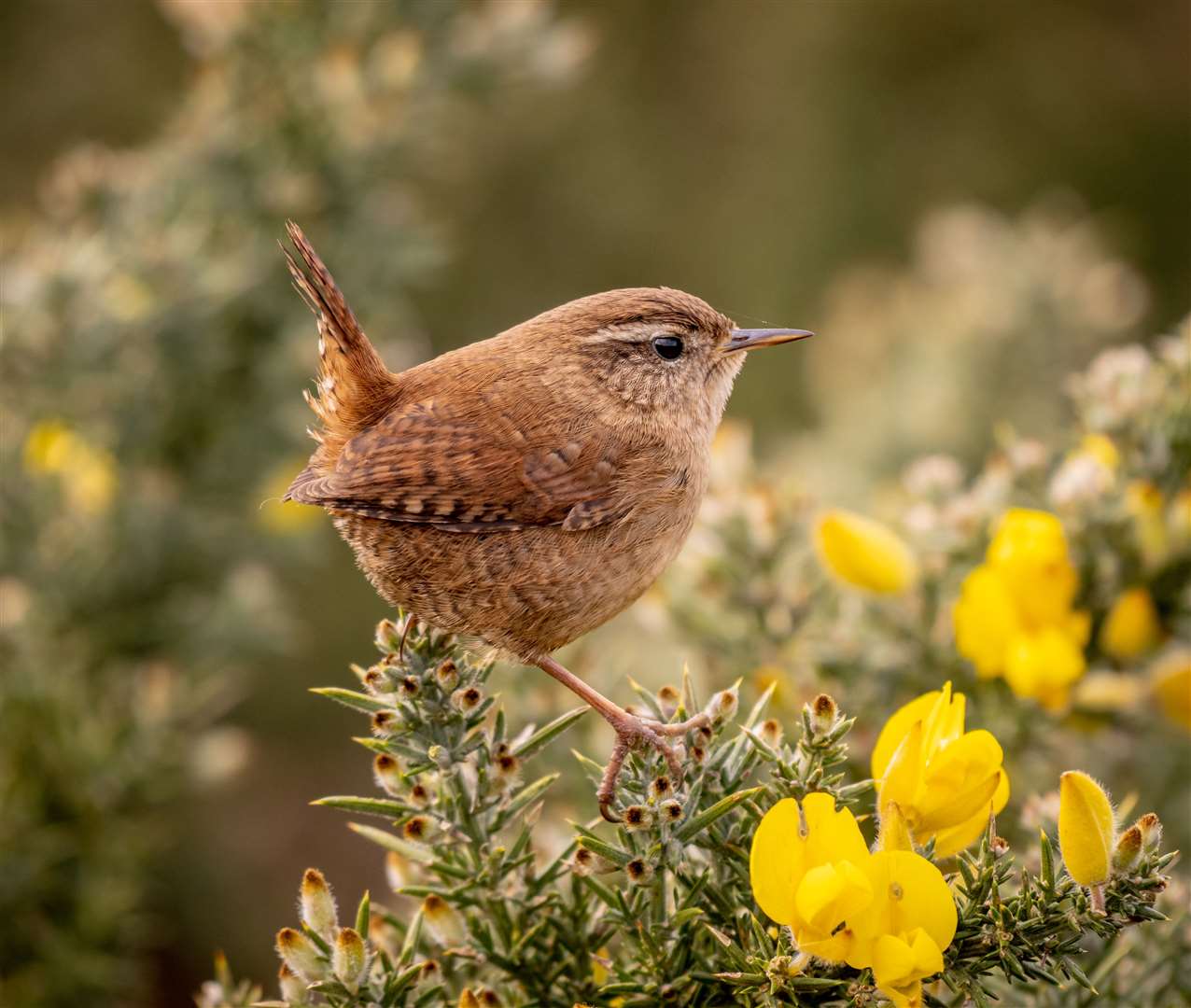 Tiny Bit Tough Wren by Piers Fearick , a runner up in the Wildlife category of the South Downs National Park’s Annual Photo Competition (Piers Fearick/South Downs National Park/PA)