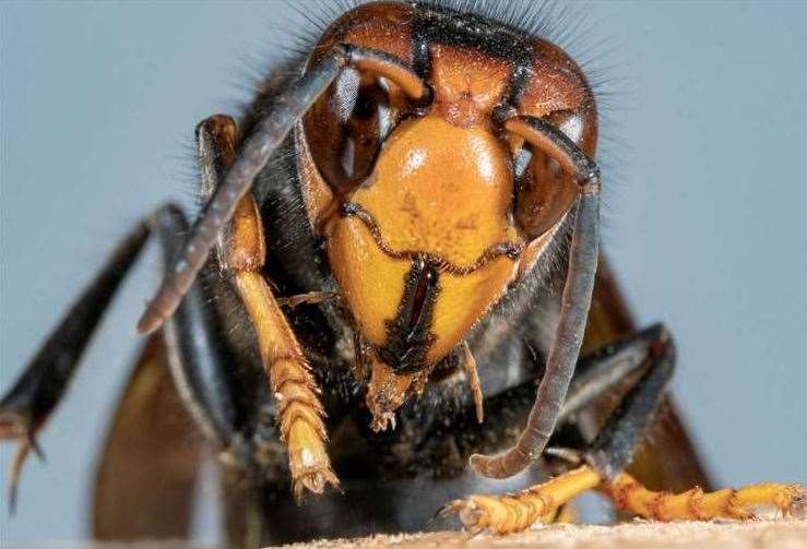 The Asian Hornet. iStock image