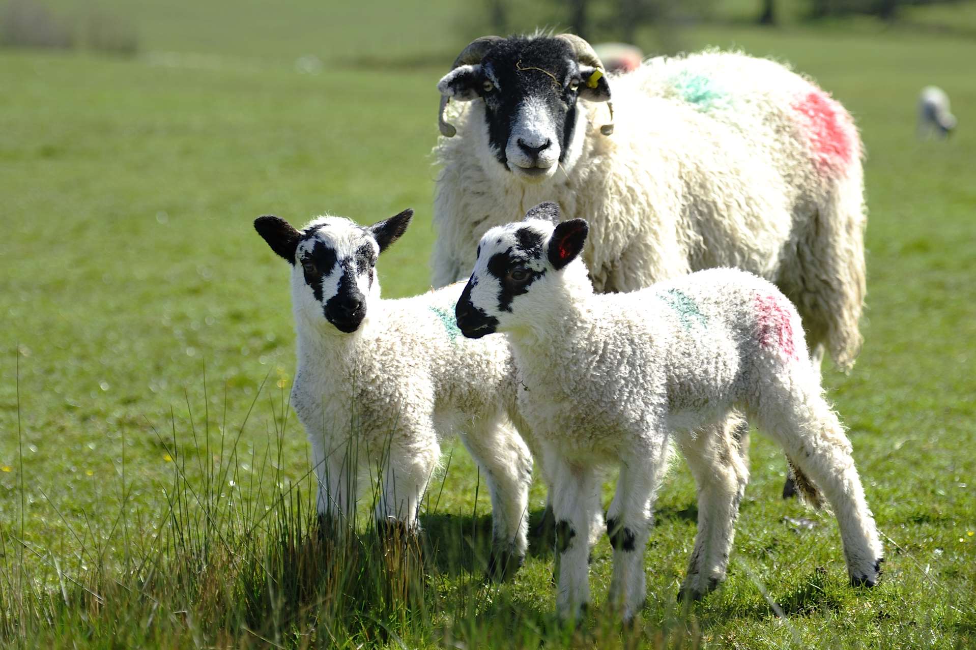 Ewes will keep a close eye on their newborn lambs