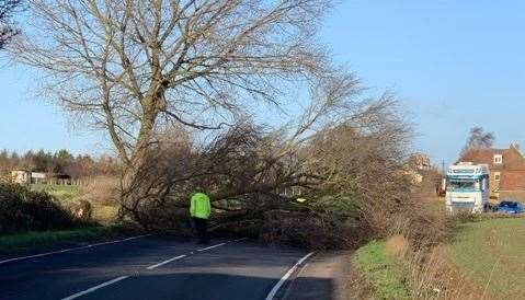 A tree lying across the A251 in Sheldwich. Picture: Jamie Asquith