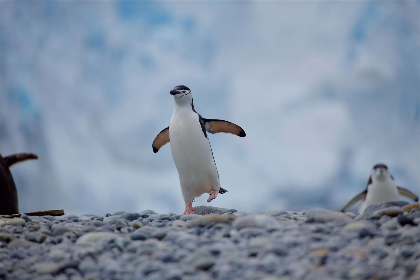 Melting of the Antarctic ice sheets is among the dangerously close tipping points (Chris Johnson/WWF-AUS/PA)