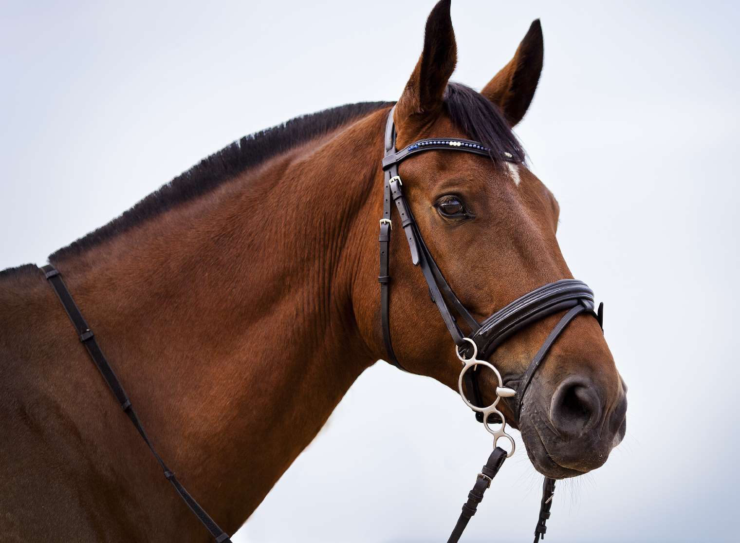 RSPCA officers have raised concern about dumped horses. Stock image.