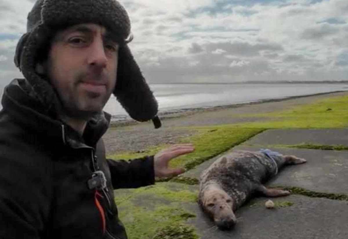 Seal Found Dead on Kent Coast Suspected of Being Shot by Gun