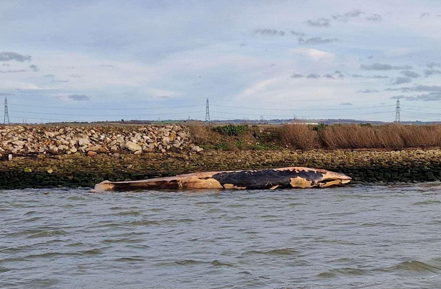 The whale in Stangate Creek. Picture: Steve Elliott