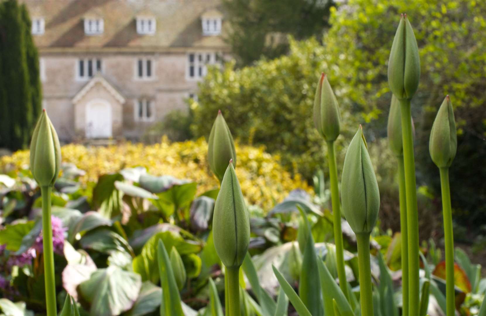 Spring at Great Comp Garden