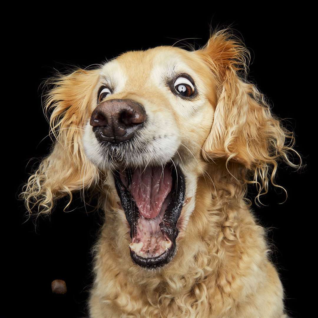 Meet the Herne Bay dog photographer taking candid shots of hungry dogs ...