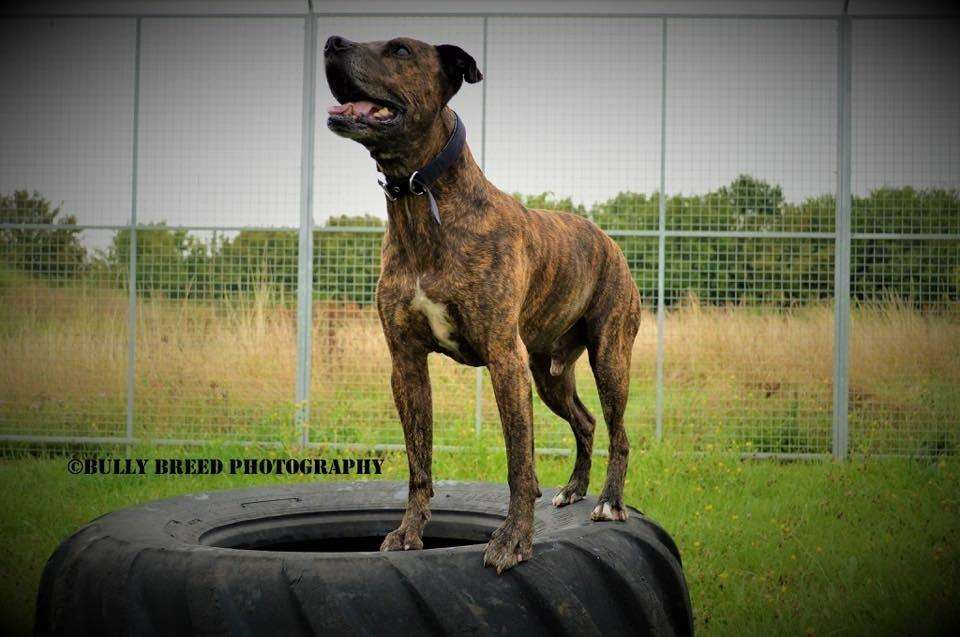 Link, the Staffordshire bull terrier, was rescued by the RSPCA in Thanet and is looking to rehome him. Picture: RSPCA (7360341)