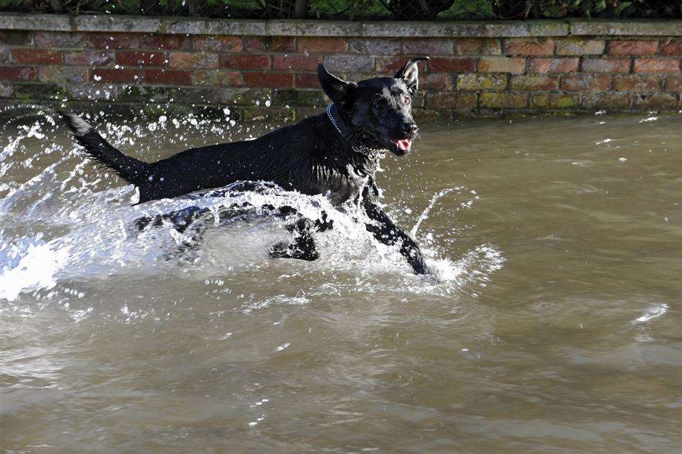 Ruby enjoys the flooded road in Barham.