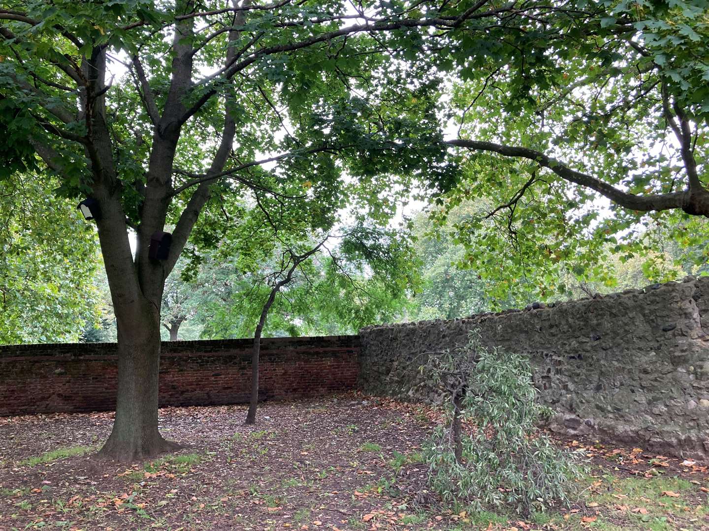 A tree outside St Margaret’s churchyard in Barking, east London, where the body of Jack Taylor, 25, was found (Emily Pennink/PA)