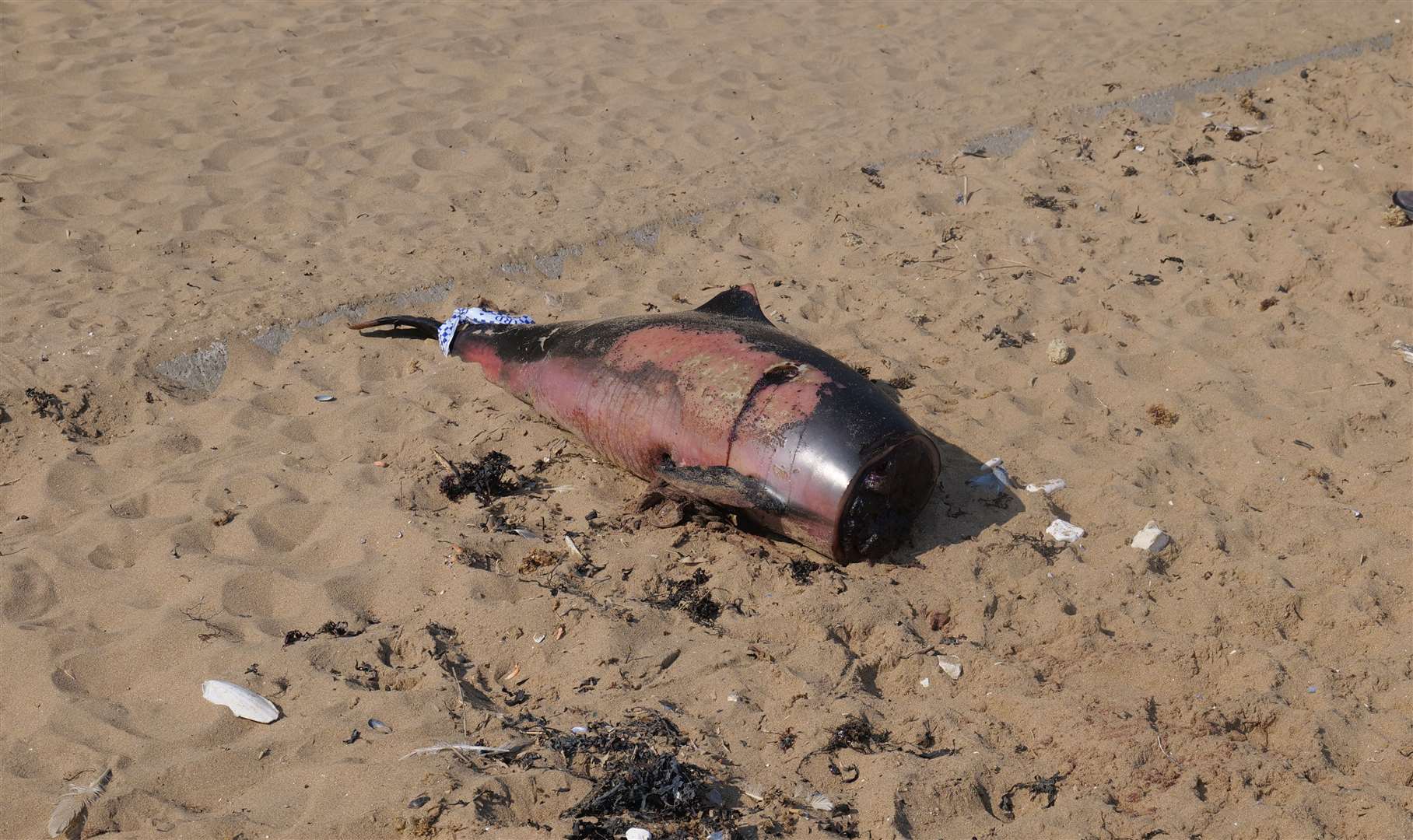 The porpoises head was removed with a clean cut whilst it sat on the beach. Picture: Hilton Bellinger