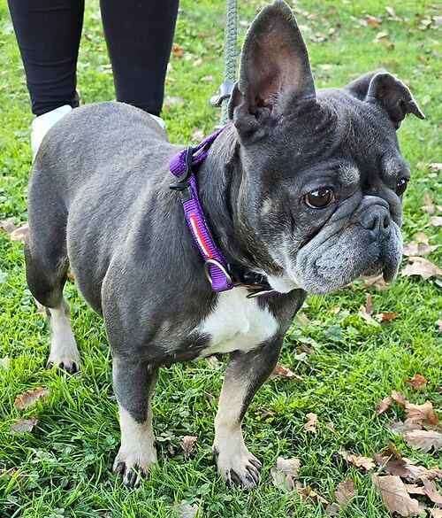 Nelly the French Bulldog. Picture: Last Chance Animal Rescue