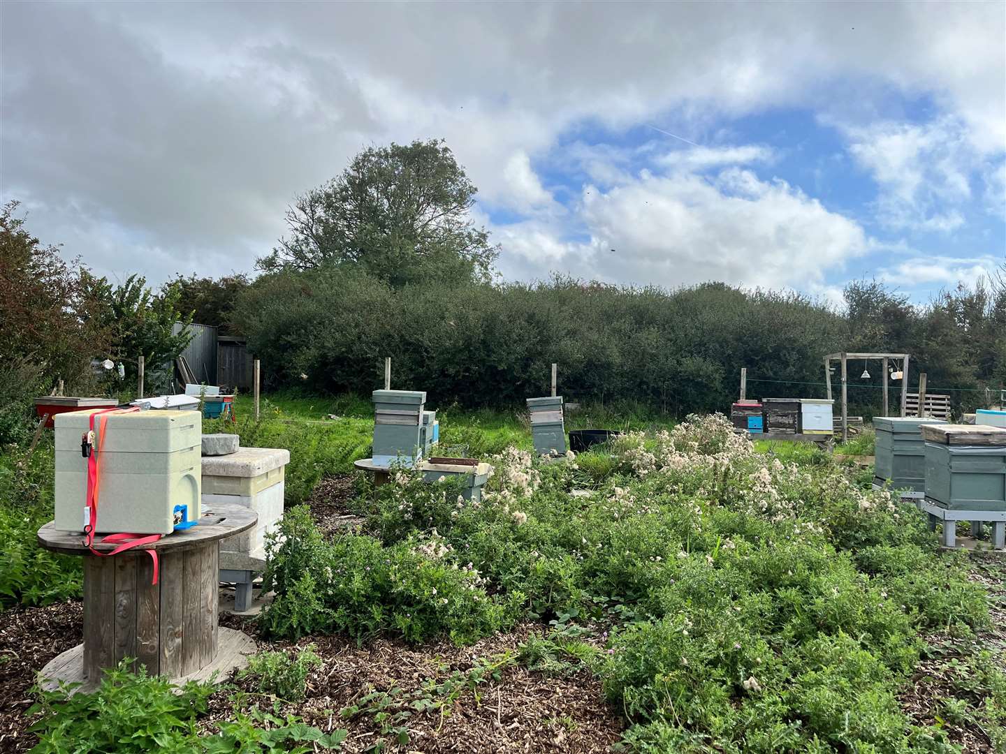 Mr Down, 40, says beekeeping has massively helped his mental health, so to watch his hives depleting is awful