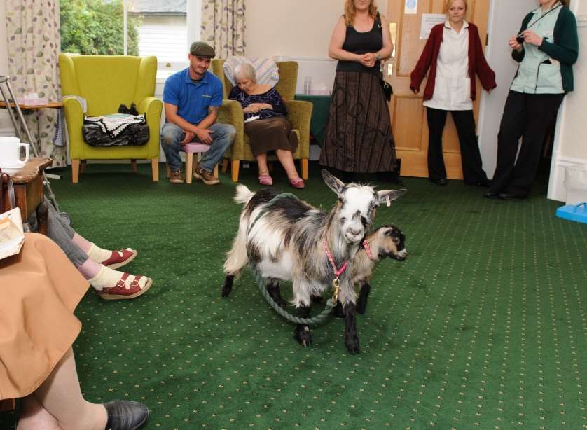 Scarlet the Goat and her daughter Spangles ‘inspect the troops’ at Westerham care home