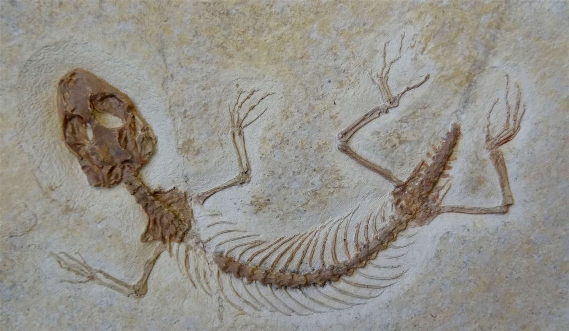 Fossil of a lizard (Jorge Herrera Flores/PA)