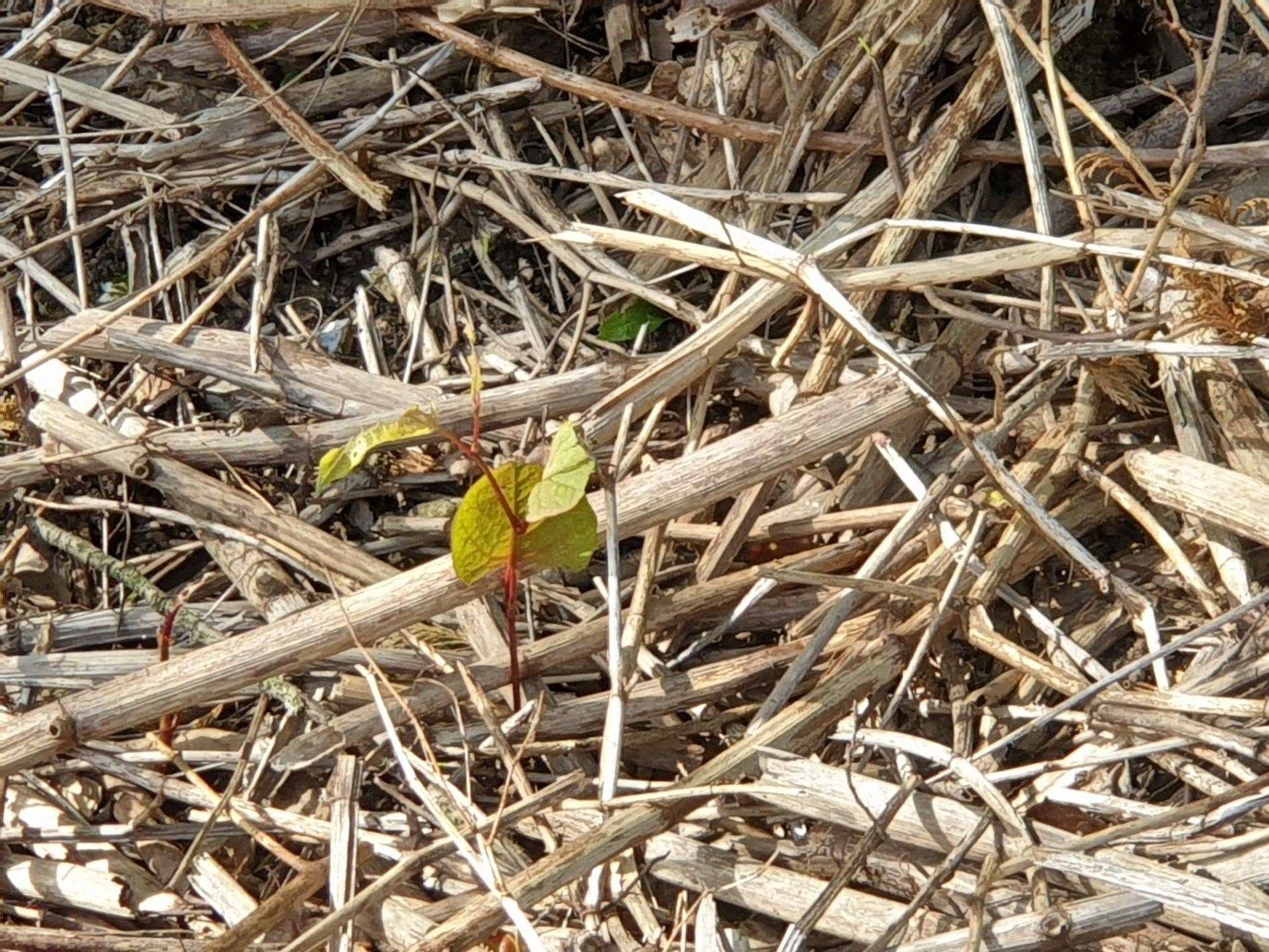 Sightings of Japanese Knotweed have been reported in the Lidsing area which is subject to a bid for thousands of new homes. Picture: Sarah Christie