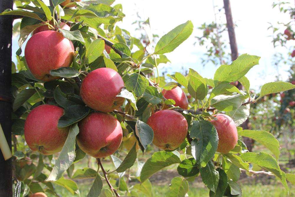 Fruit from the AC Goatham & Sons farms