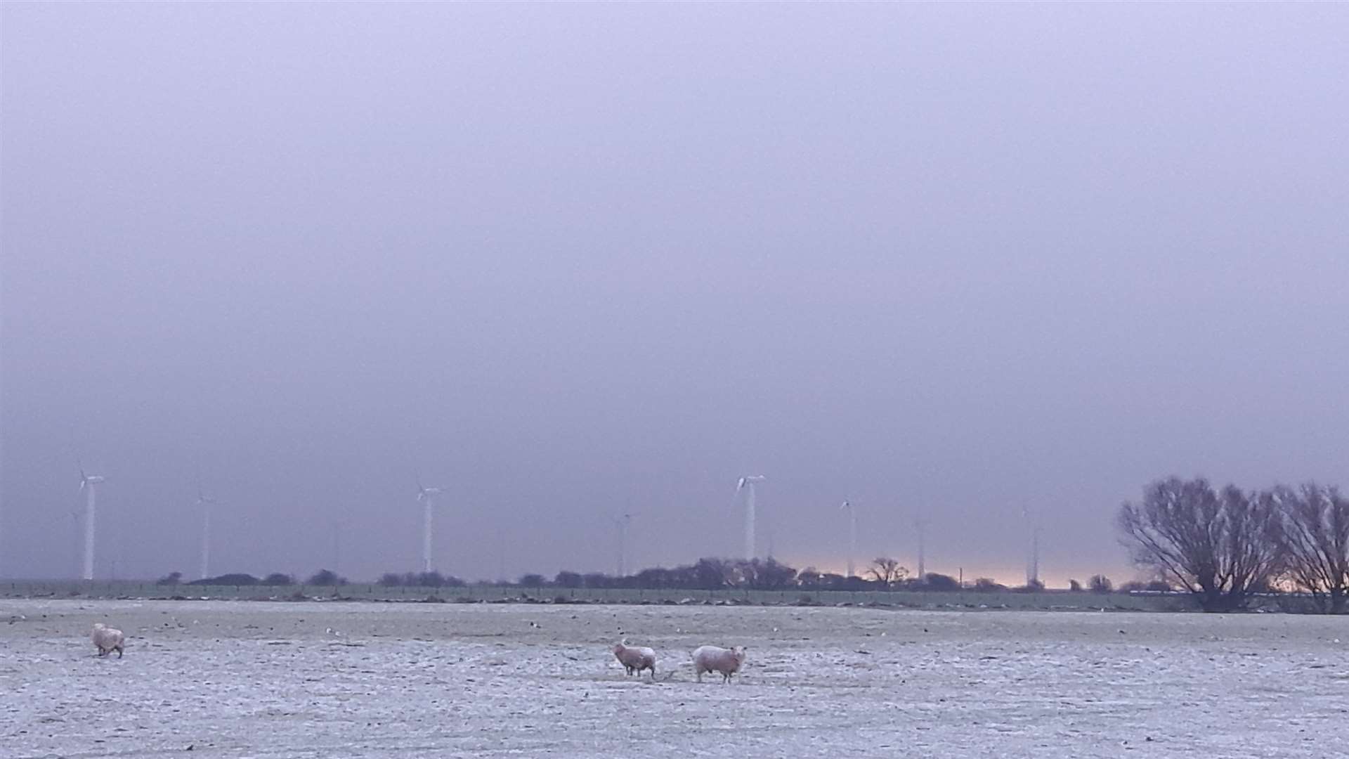 The sheep on Romney Marsh needed their woolly coats after the snow fall