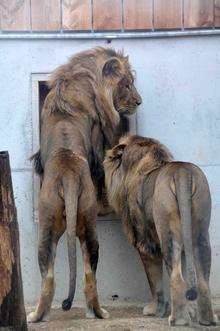 Clarence and Brutus, the two ex-circus lions at Wingham Wildlife Park