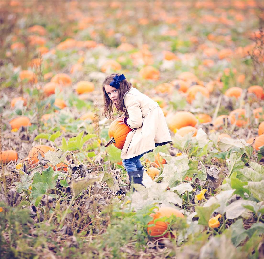 Pumpkin picking at PYO Pumpkins in Hoo Picture: Bruce Middlemiss