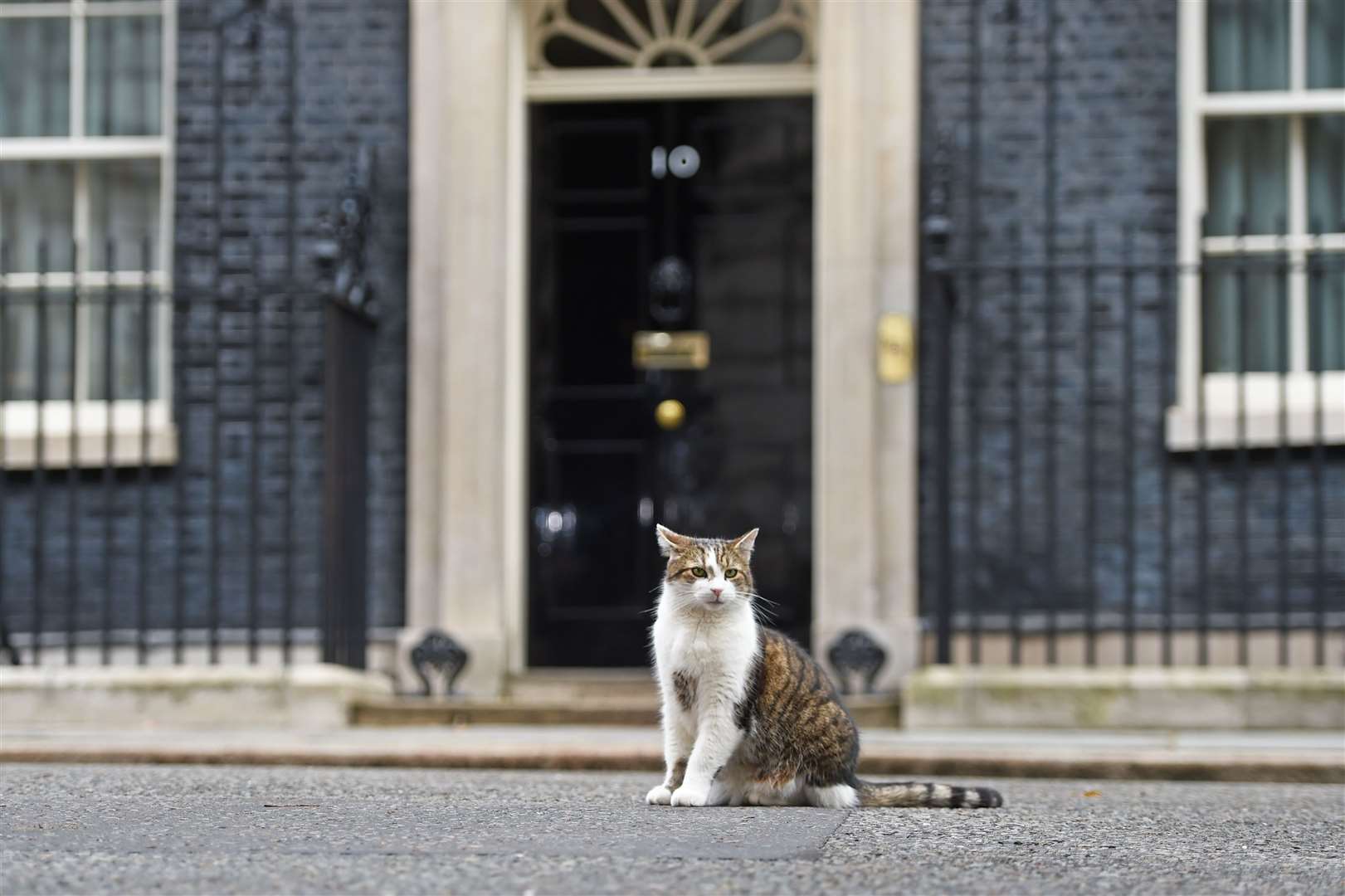 Larry the cat was found in London without a microchip before being adopted as Chief Mouser to the Cabinet Office (David Mirzoeff/PA)