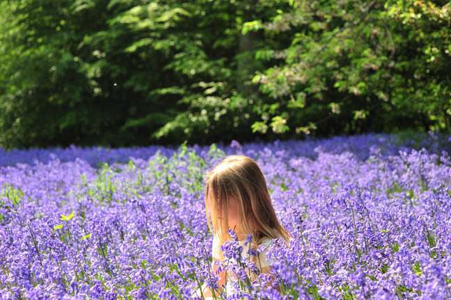 Bluebells at Hole Park Gardens, near Rolvenden