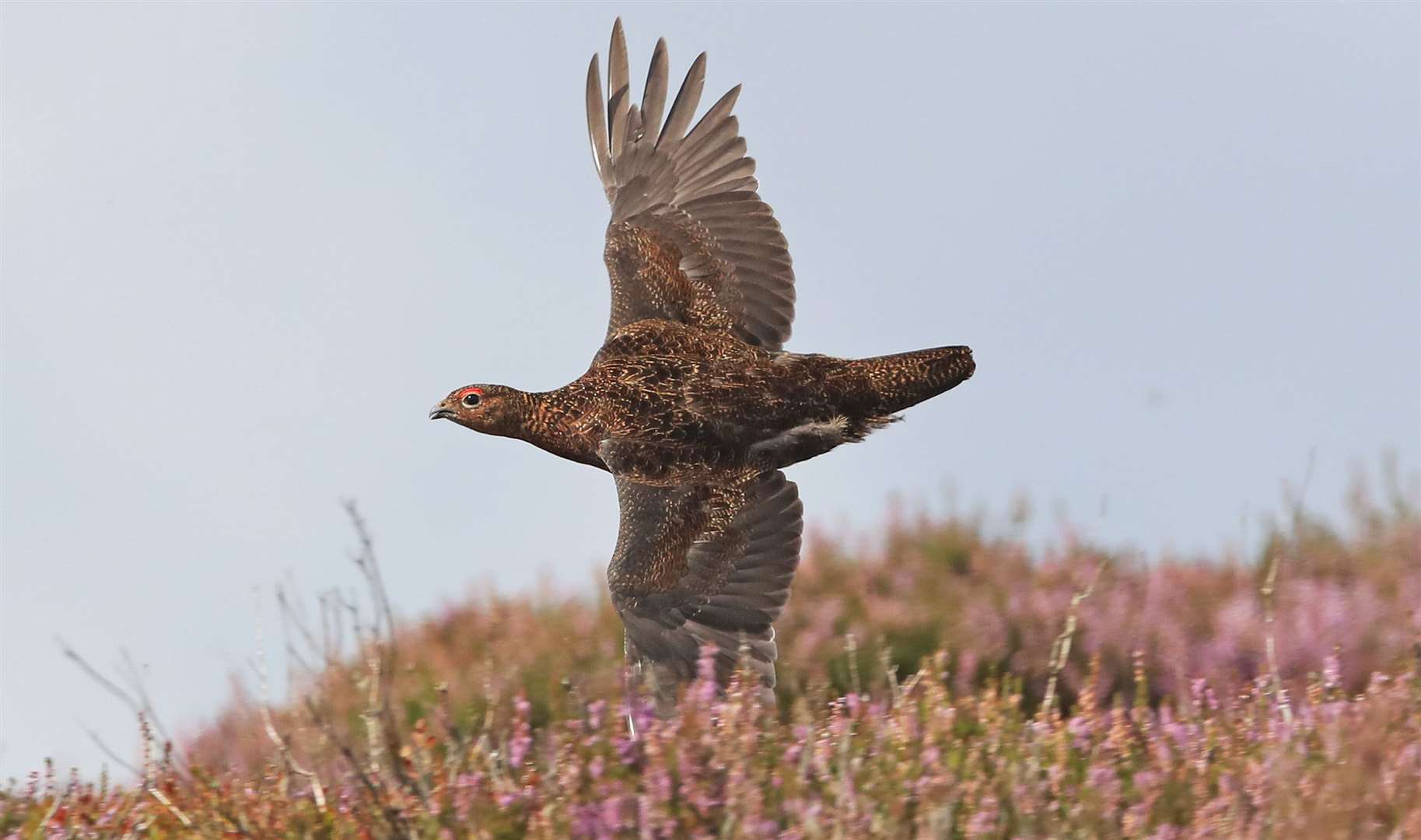 A red grouse on Jervaulx moor, North Yorkshire (Owen Humphreys/PA)