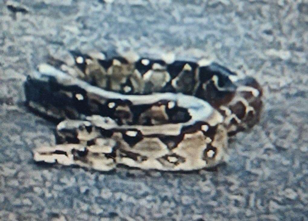 A Boa Constrictor was spotted in Sevenoaks on Sunday night. Picture: Suzy McDonnell