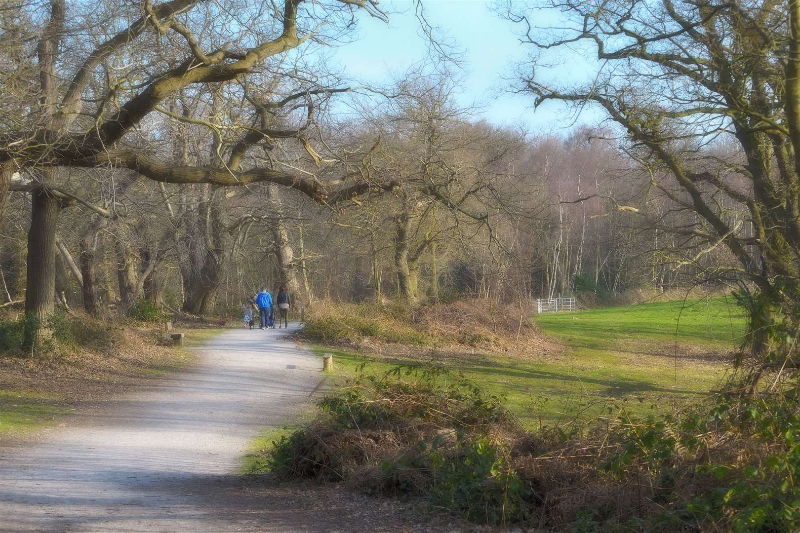 Tashan was discovered in Shorne Woods Country Park