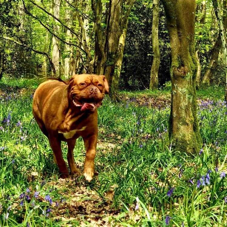 Luna the Dogue de Bordeaux Picture: @zeus_n_luna_dogue