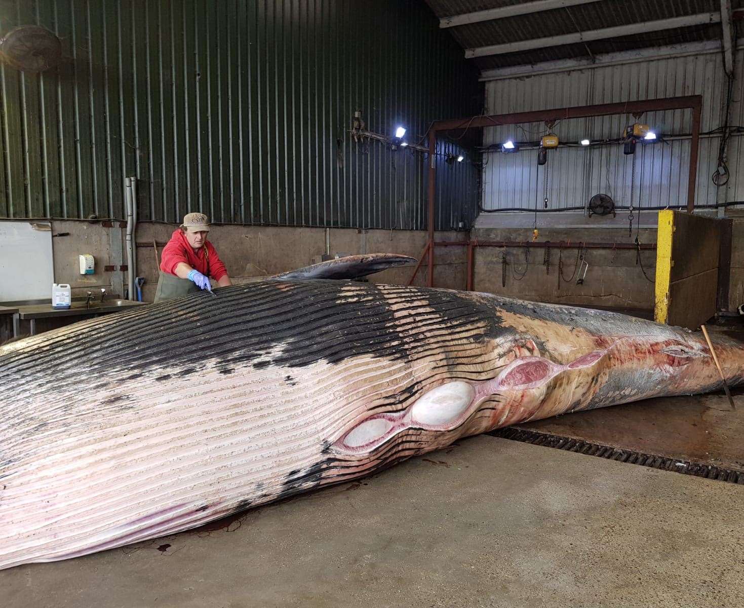 A post-mortem was carried out on the sei whale after being found off Gravesend shore