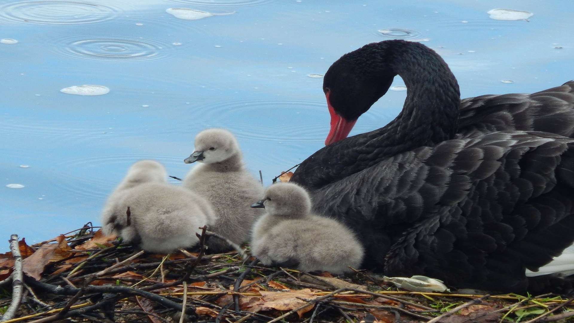Cygnets are born early at Leeds Castle. Picture: Leeds Castle