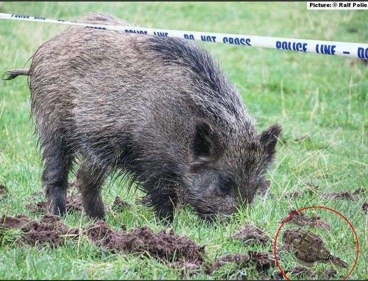 An April Fool's tweet showed a wild boar unearthing a grenade in Pembury in 2013. Image: @Ralf_Polio